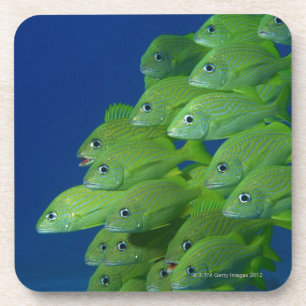 School of franse bluestriped and margate grunts bier onderzetter