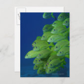 School of franse bluestriped and margate grunts briefkaart (Voorkant / Achterkant)