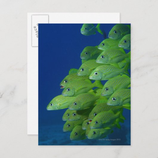 School of franse bluestriped and margate grunts briefkaart (Voorkant / Achterkant)