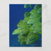 School of franse bluestriped and margate grunts briefkaart (Voorkant)