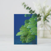 School of franse bluestriped and margate grunts briefkaart (Staand voorkant)