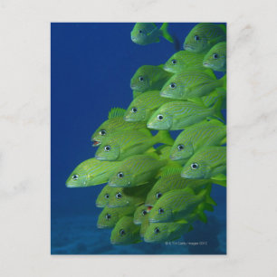 School of franse bluestriped and margate grunts briefkaart