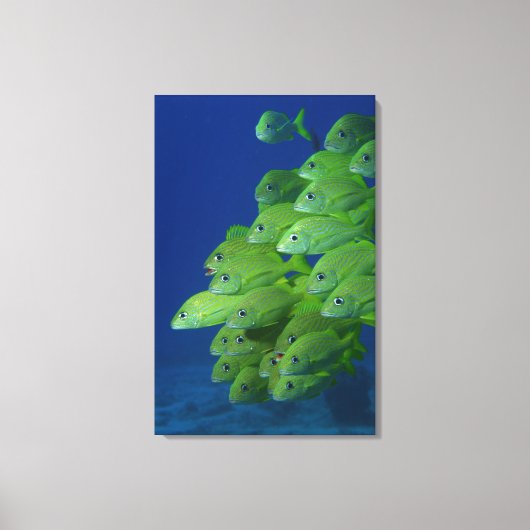 School of franse bluestriped and margate grunts canvas afdruk (Voorkant)