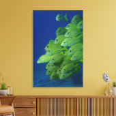 School of franse bluestriped and margate grunts canvas afdruk (Insitu (Woonkamer))