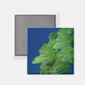 School of franse bluestriped and margate grunts magneet (Voorkant / Achterkant)