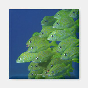 School of franse bluestriped and margate grunts magneet