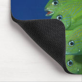 School of franse bluestriped and margate grunts muismat (Hoek)