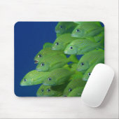 School of franse bluestriped and margate grunts muismat (Met muis)