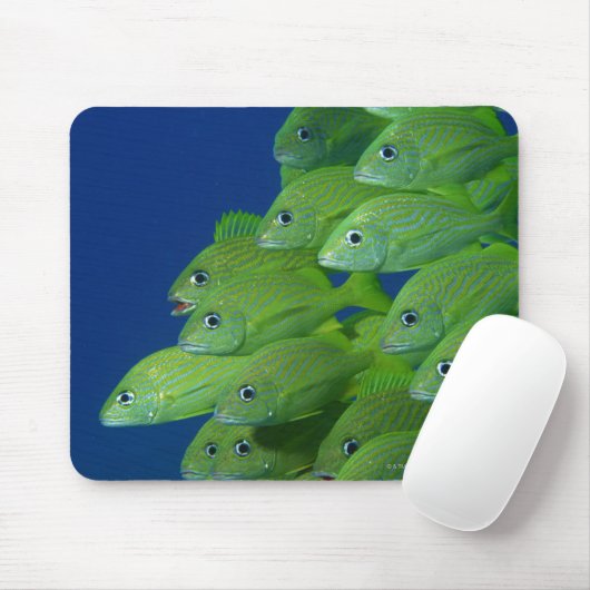 School of franse bluestriped and margate grunts muismat (Met muis)