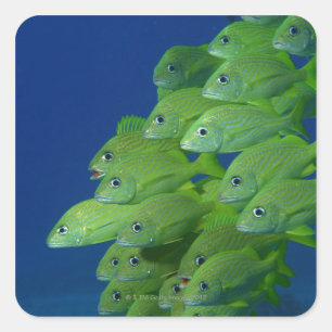 School of franse bluestriped and margate grunts vierkante sticker