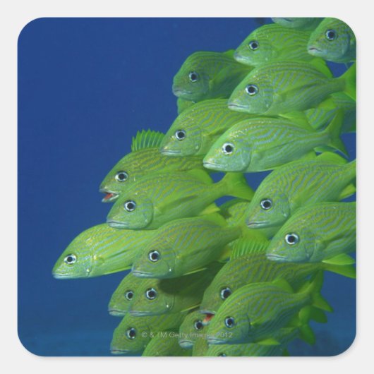School of franse bluestriped and margate grunts vierkante sticker (Voorkant)