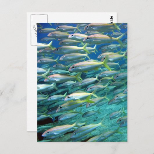 School of Gellow Tailed Goatfish Briefkaart (Voorkant / Achterkant)