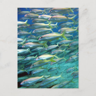 School of Gellow Tailed Goatfish Briefkaart