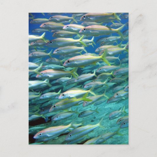 School of Gellow Tailed Goatfish Briefkaart (Voorkant)