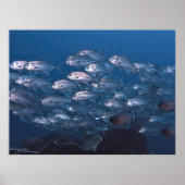 School of Jacks Poster (Voorkant)