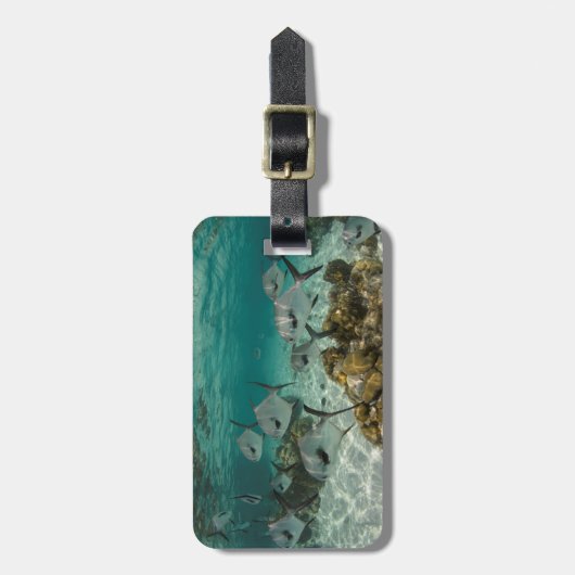 School of Permit Fish Bagagelabel (Voorkant verticaal)