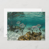 School of Permit Fish Briefkaart (Voorkant / Achterkant)