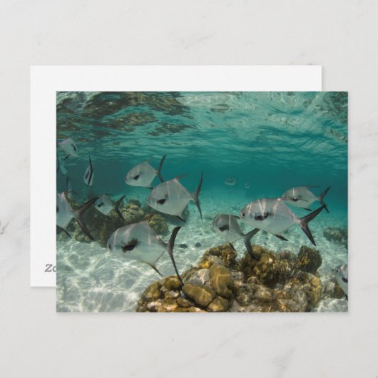 School of Permit Fish Briefkaart (Voorkant / Achterkant)