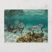 School of Permit Fish Briefkaart (Voorkant)