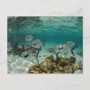 School of Permit Fish Briefkaart