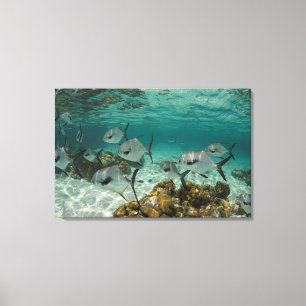 School of Permit Fish Canvas Afdruk