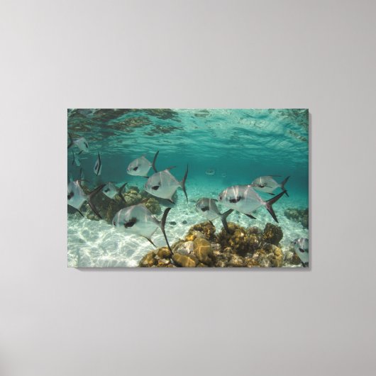School of Permit Fish Canvas Afdruk (Voorkant)