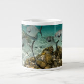 School of Permit Fish Grote Koffiekop (Voorkant)