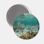 School of Permit Fish Magneet (Voorkant / Achterkant)