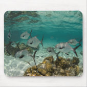 School of Permit Fish Muismat (Voorkant)