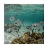 School of Permit Fish Tegeltje (Voorkant)