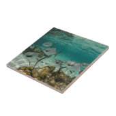 School of Permit Fish Tegeltje (Zijkant)