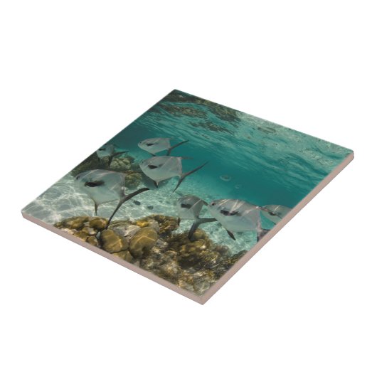 School of Permit Fish Tegeltje (Zijkant)