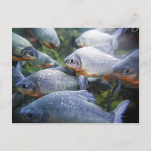 School of Piranhas (Pygocentrus nattereri) Briefkaart