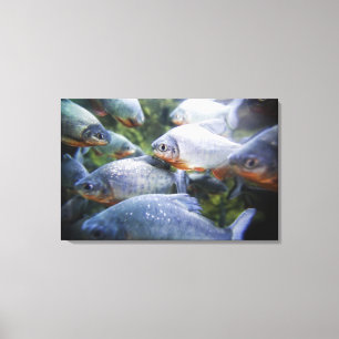 School of Piranhas (Pygocentrus nattereri) Canvas Afdruk
