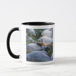 School of Piranhas (Pygocentrus nattereri) Mok