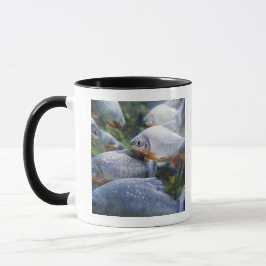 School of Piranhas (Pygocentrus nattereri) Mok (Links)