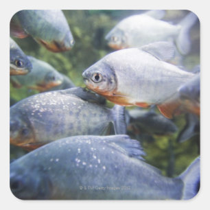 School of Piranhas (Pygocentrus nattereri) Vierkante Sticker