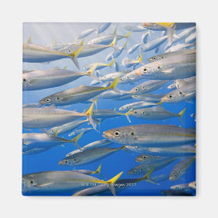 School of Rainbow Runners, Zee van Cortez, Mexico Magneet