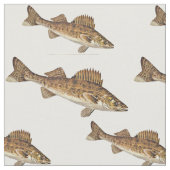 School of Walleye Fish Stof (Close Up)