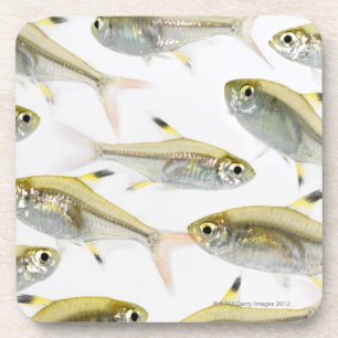 School of X-ray tetra fish (Pristella) Bier Onderzetter