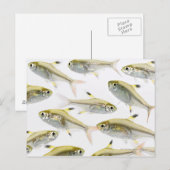 School of X-ray tetra fish (Pristella) Briefkaart (Voorkant / Achterkant)