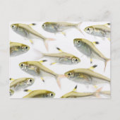 School of X-ray tetra fish (Pristella) Briefkaart (Voorkant)