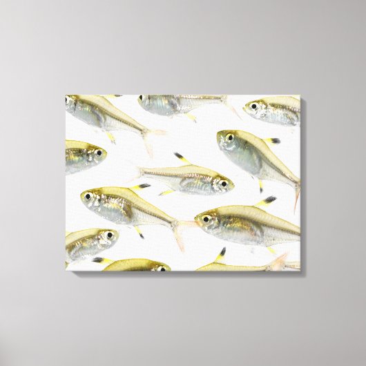 School of X-ray tetra fish (Pristella) Canvas Afdruk (Voorkant)