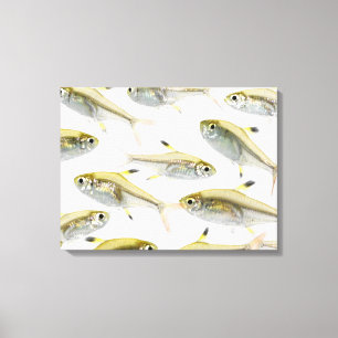 School of X-ray tetra fish (Pristella) Canvas Afdruk