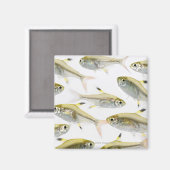School of X-ray tetra fish (Pristella) Magneet (Voorkant / Achterkant)