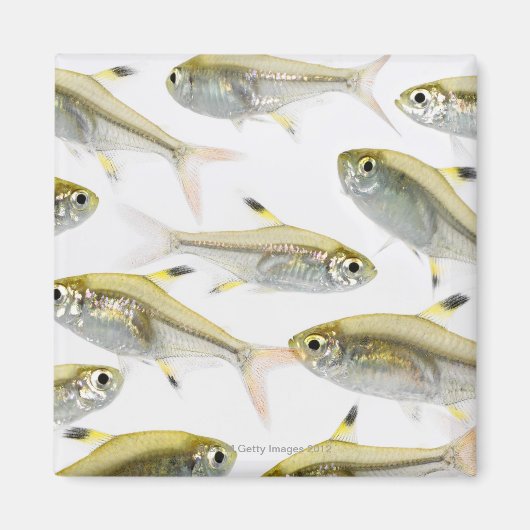 School of X-ray tetra fish (Pristella) Magneet (Voorkant)