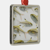 School of X-ray tetra fish (Pristella) Metalen Ornament (Rechts)