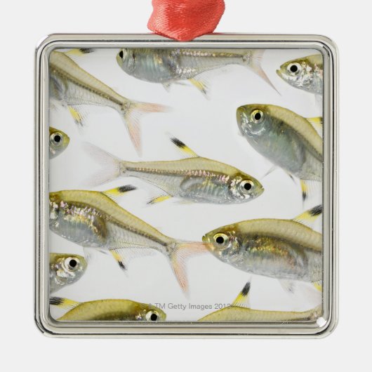 School of X-ray tetra fish (Pristella) Metalen Ornament (Voorkant)