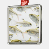 School of X-ray tetra fish (Pristella) Metalen Ornament (Links)