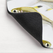 School of X-ray tetra fish (Pristella) Muismat (Hoek)